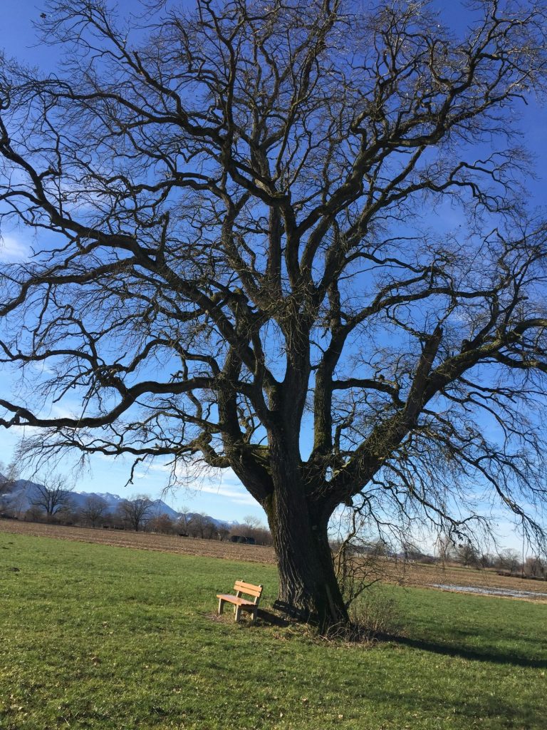 Kräuterführung Schönheit der Natur entdecken