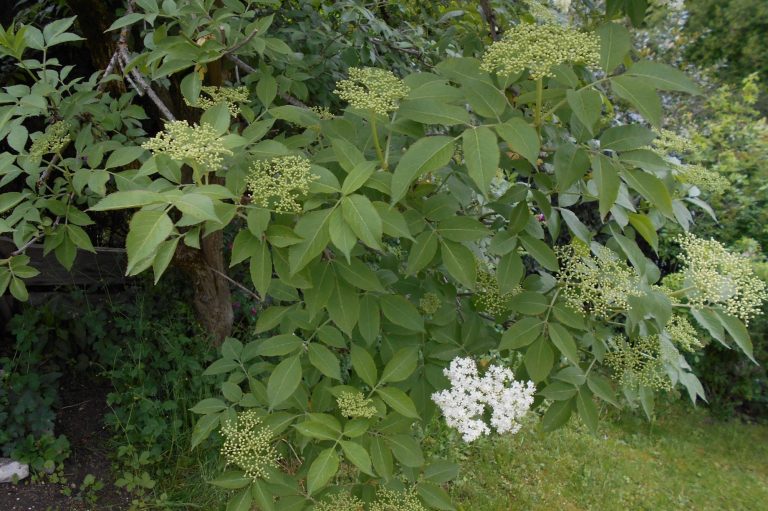 Holunderbaum bei einer Kräuterführung entdecken