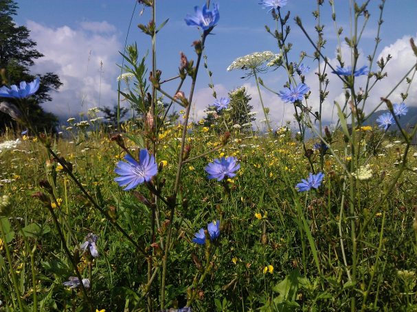 Kräuterwanderung