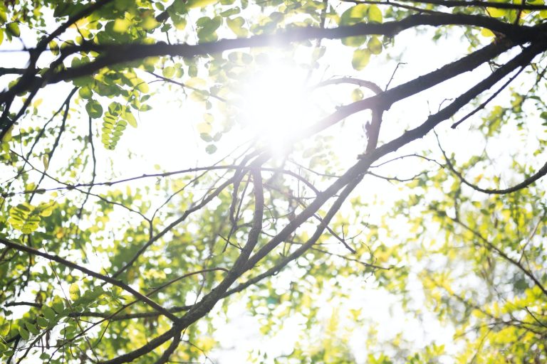Führung durch den Wald Lebensraum Wald entdecken